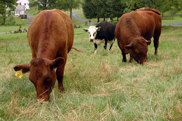 HappyCowsHarvestHomeMeats Happy Cows at Harvest Home Meats, Bangor PA | Lehigh Valley, PA