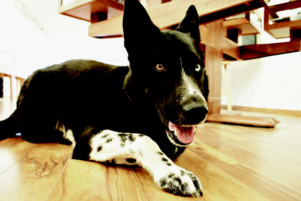 WilcoArtfullyElegant Wilco, the cattle dog mix, is the greeter at Artfully Elegant on Main St. in Bethlehem.