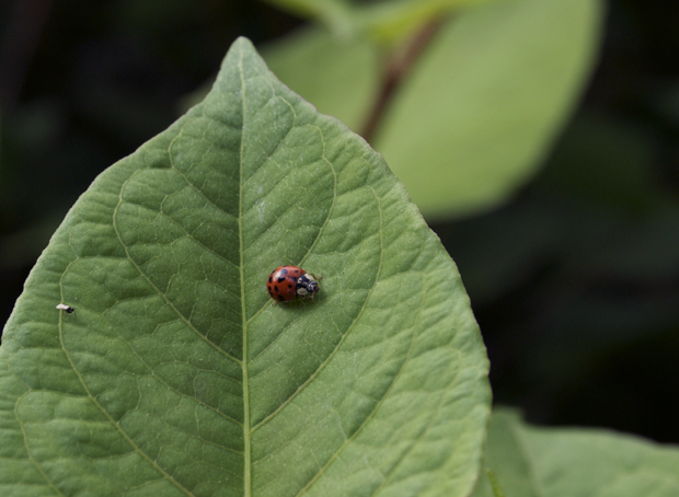 LadybugLeaf1 Ladybug on a leaf, photo by Laini Abraham. Lehigh Valley PA Nature.