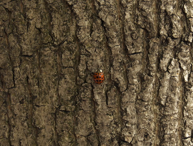 LadybugTree Ladybug on a tree, Easton PA. Lehigh Valley PA.