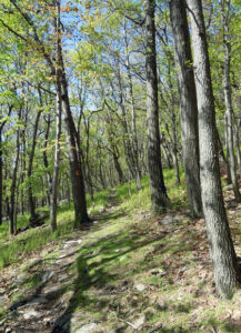 Lehigh Gap Nature Center Lehigh Gap Nature Center, places to walk and hike near the Lehigh Valley