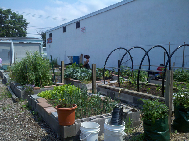 10th&PineStsCommunityGarden 10th & Pine Streets Community Garden, Easton, PA