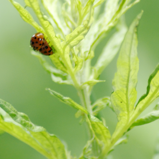 LadybugXXX620 Ladybugs having sex. As seen on 611 North in Easton, PA. Lehigh Valley, PA