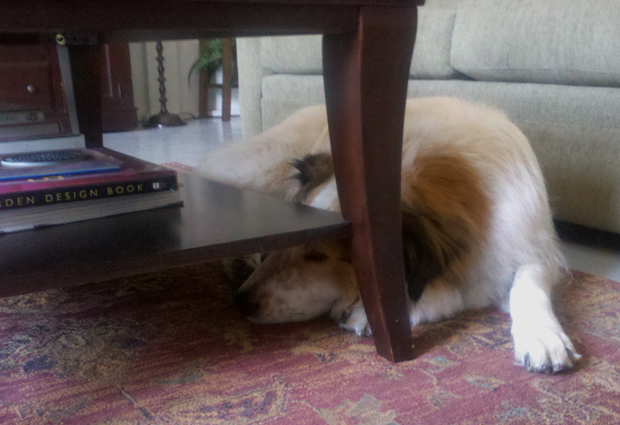 BoomerHidingAnxietyFireworks Some dogs hide in small spaces when they have anxiety because they are afraid of fireworks. Boomer is one of them.